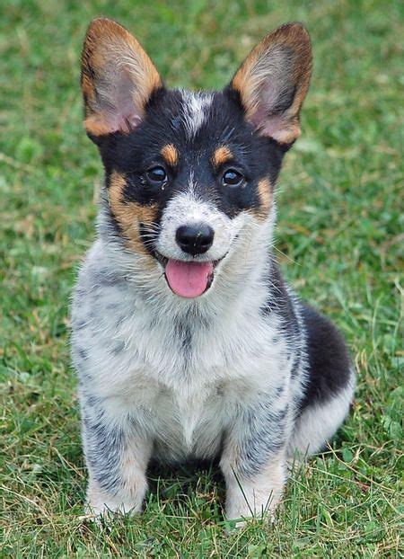 They are known for their curious nature and are energetic dogs, so they want. . Corgi heeler mix for sale near Gimhaesi Gyeongsangnamdo